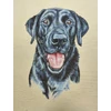 párna panel /labradoros (labrador 26cm×37cm) /natúr