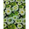 vízlepergetős mintás vastag vászon /canvas /margaréták (fehér nagy margaréta 7,6cm×8cm) /sötétzöld