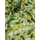 vízlepergetős mintás Sunshine anyag /citromliget (citrom 8cm×5,6cm) /törtfehér(FÉLMÉTER)